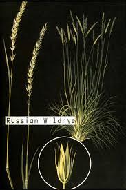 6 Russian Wildrye Psathyrostachys juncea Intermediate Wheatgrass Thinopyrum intermedium Barkworth & D. R. Dewey