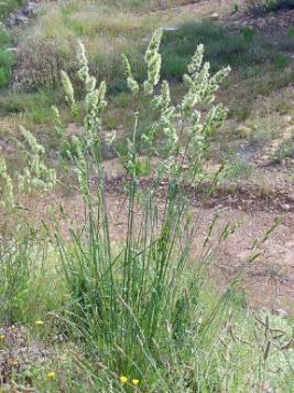 It is a non-native perennial bunchgrass that has been widely seeded as forage and commonly