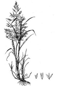 8 Redtop Agrostis gigantea Reed Canarygrass Phalaris arundinacea A.S.