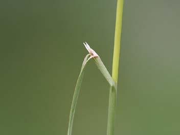 It is a strongly rhizomatous, perennial grass 8-60 tall.