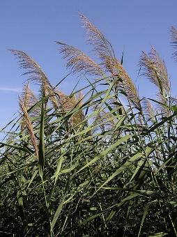 The key differences are: the sheaths of exotic Phragmites stay attached to the culm while the sheaths of native