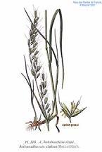 The lower glume of both exotic and native Phragmites is much smaller than the upper.