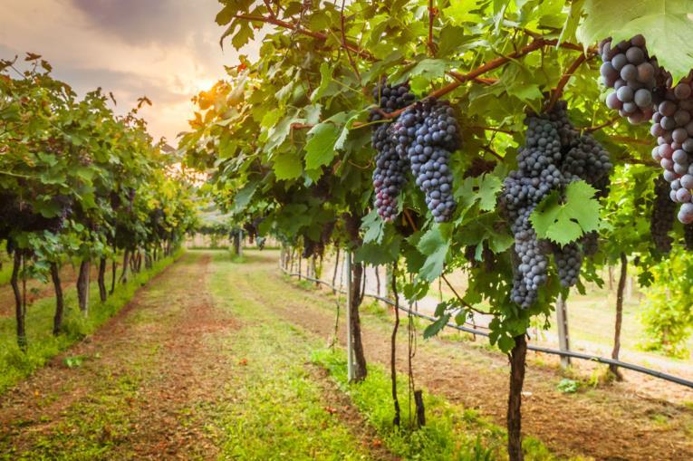 Prestige Full Day Small Group Tour TUSCAN WINE AND OLIVE TRAIL (6h) The Tuscany Wine and Olive Oil Trail was born to give travelers the opportunity to enjoy the greater Wine area of Tuscany called