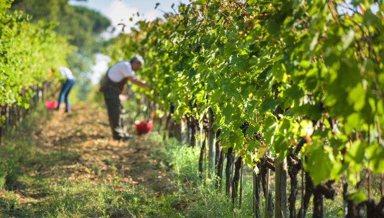 This professionally guided wine tour and fully supported bike ride in the Tuscan countryside begins with a comfortable shuttle transportation out of the busy city center.