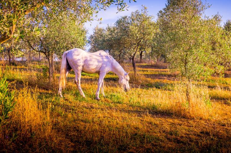 HORSES AND VINEYARDS (6h) SEMI-PRIVATE TOUR - Max 8 Pax Horses & Vineyards, horseback riding tour in Tuscany will reveal the true beauty of the Tuscan countryside, giving you the opportunity to