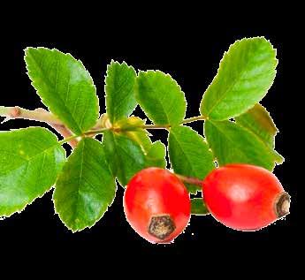 daily *6420610110533* *6420610110731* Product code 2505 Bonne Rosehip Ingredients: