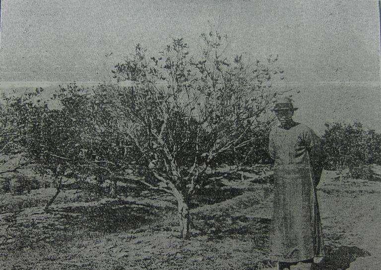 Citrus HLB in Chaoshan, Guangdong, China in 1930 S. Lin was the first to demonstrate by graft inoculation the infectious nature of the disease.