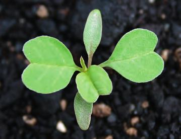 Green amaranth (Amaranthus