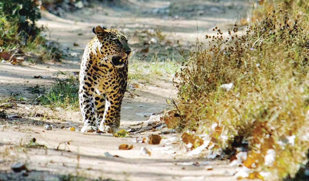 PENCH IN MADHYA PRADESH Quenches your thirst for wildlife sights. By Leena Narendra Sadly, itʼs much easier to create a desert than a forest.