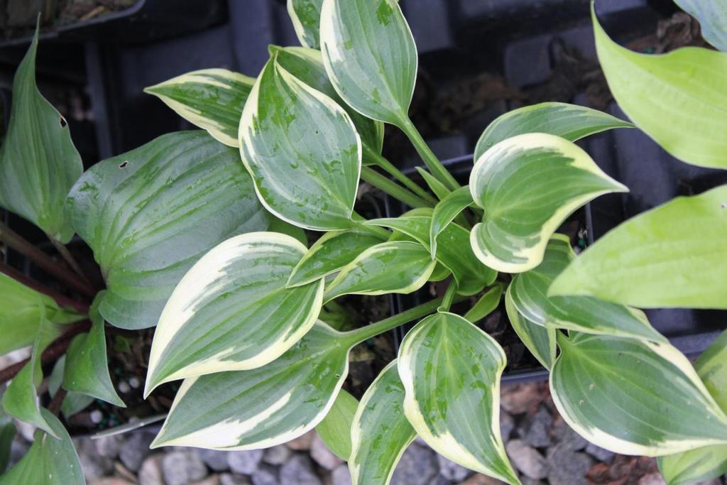 This sport of Lime Zest was a wonderful surprise. Sometimes hostas create the best hostas all on their own.