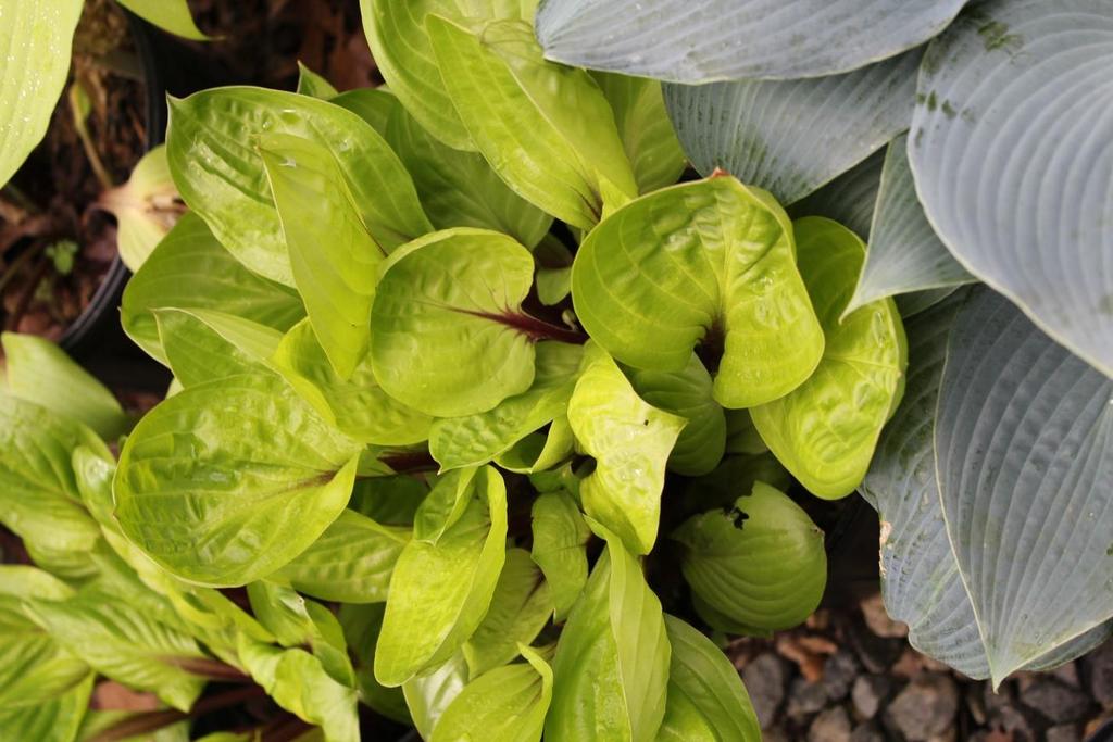 Lemon Snap is the headliner of the next generation of our yellow hostas with bright red petioles.