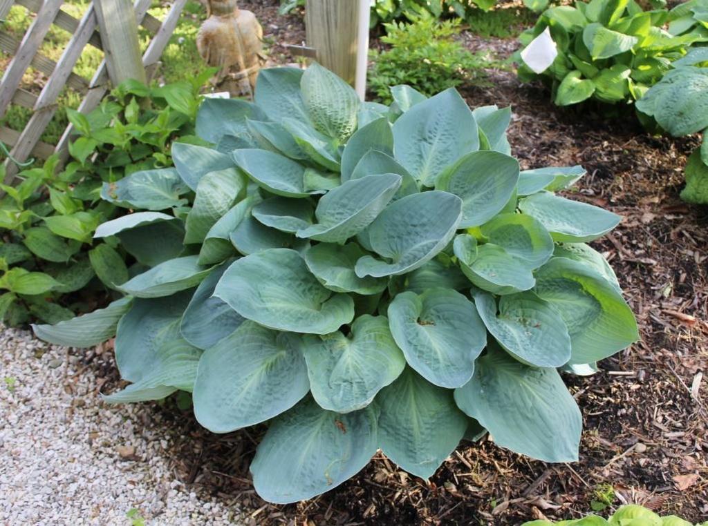 This is a very blue hosta that grows quickly into a large mound.