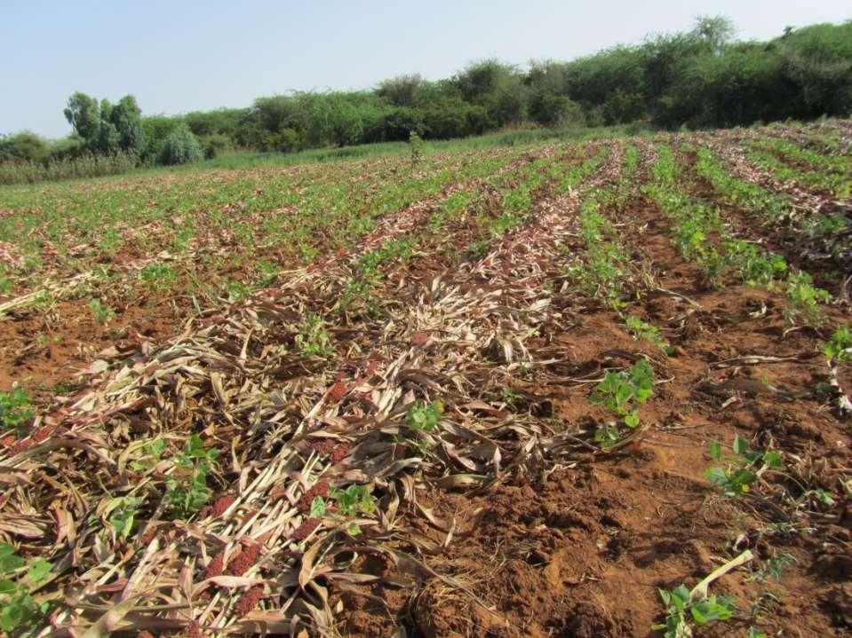 Dolich planted in a sorghum field Sorghum