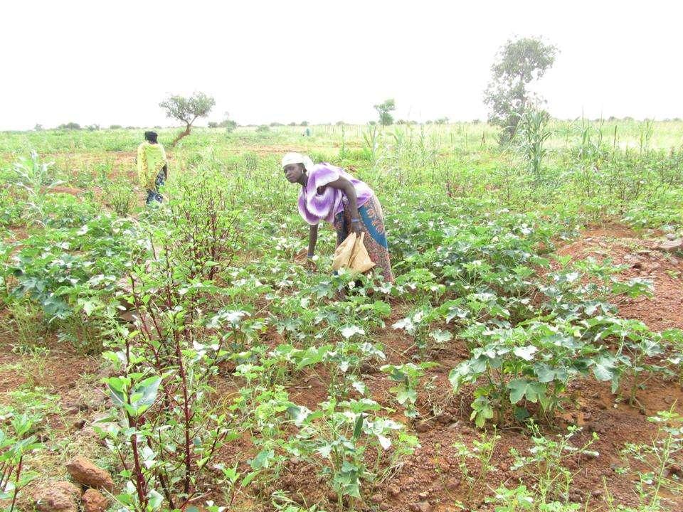 Collecting okra planted on degraded lands in
