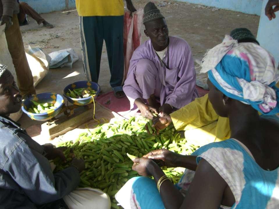 Selling okra to local
