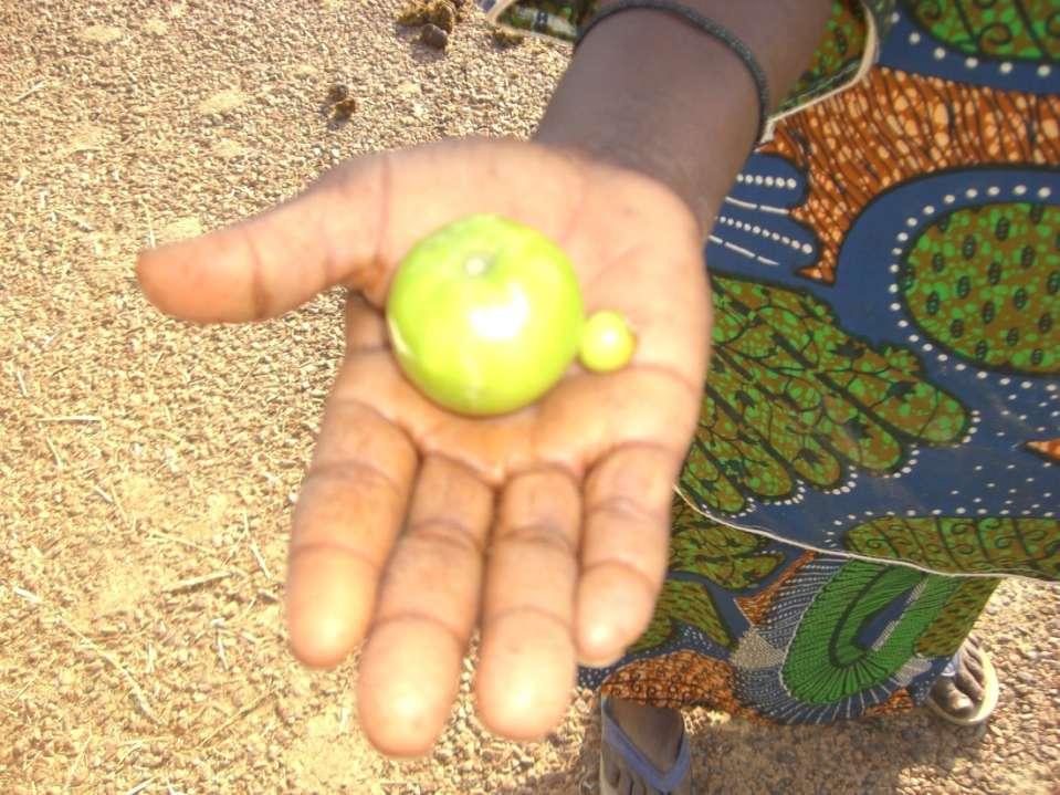 Pomme du Sahel fruit