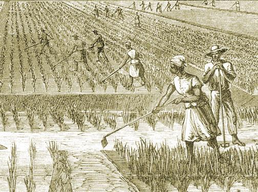 THE SOUTHERN ECONOMY: The staples of the economies of South Carolina and Georgia was rice.