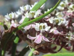Broadly Adapted Species Due to their ability to grow in a wide range of conditions, two species of milkweed narrow-leaf milkweed and showy milkweed are the most suitable for the majority of