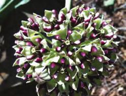 Other Common Species Three species (spider milkweed, pallid milkweed, and desert milkweed) have a fairly wide distribution in the Great Basin, and two species (heartleaf milkweed and