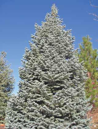 Abies bornmuelleriana b (Black Sea Fir, Turkish Fir) To 150', Zone 6. Beautiful ornamental and Christmas tree for warmer, drier areas where most true firs won t grow.