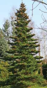 Stiff branches hold ornaments well. Widely planted ornamental in parks, cemeteries and large gardens. Landscape specimen, blue-gray foliage similar to Blue Spruce.