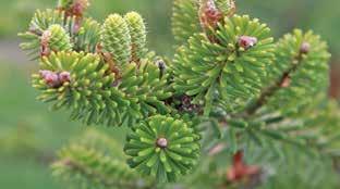 Seeds and buds used extensively by red squirrels. Seed Origin: Roan Mtn., NC Transplant P-2 9-12" 10 1.96 1.42.98 12-15" 10 2.20 1.60 1.10 15-18" 5 2.60 1.89 1.30 Abies fraseri.
