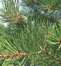 19 Picea glauca densata eg (Black Hills Spruce) To 80', Zone 2. Slow growing, compact tree. Bluish green foliage. Extremely hardy. As an ornamental it gives an alpine meadow effect.