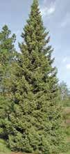77 Picea omorika (Serbian Spruce) Seed Origin: Germany and Slovenia d To 90' tall x 25' wide, cold hardy to -30 F USDA Zone 4.