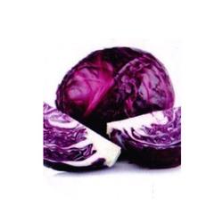 Red Cabbage Lettuce Rapido