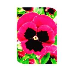 Double Mix Dianthus Flower Pansy Red With Blotch Flower Pansy