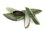 Main: Aloe Tip: Aloe helps to promote homeostasis. Aloe strengthens the stomach and reduces the occurrence of ulcers. Aloe helps the intestine to clean bacteria and germs.