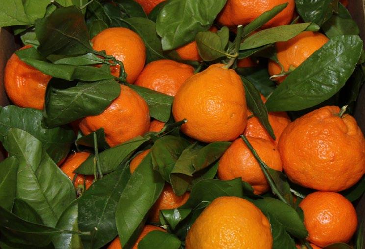 Organic Satsuma Mandarins continue in steady supply and are expected to continue through at least the end December. Organic Stem & Leaf Mandarins are now in good supply.