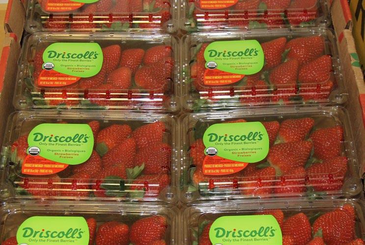 California Organic Strawberry volumes are extremely limited with very high pricing. Expect supply gaps. The California wildfires are affecting picking and loading of fruit.