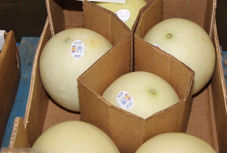 MELONS CV LETTUCE Russet Potato demand