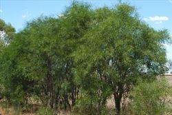 Weeds of Australia - Biosecurity Queensland Edition Fact Sheet Acacia saligna Scientific Name Acacia saligna (Labill.) H.L. Wendl. Synonyms Acacia bracteata Maiden & Blakely Acacia cyanophylla Lindl.