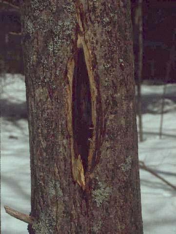 larger cankers are often perennial (Michler and others 2006) These perennial cankers eventually girdle branches