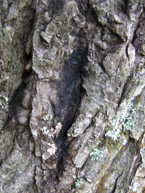 after cankers form on branches in the crown, and the first branch