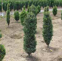 BUXUS boxwood BETULA NIGRA CULLY HERITAGE RIVER BIRCH Pyramidal to oval tree. Exfoliating bark which exposes the brown under layer. Medium/fast grower.