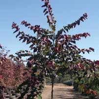00 CERCIS CANADENSIS EASTERN REDBUD This extra-hardy selection allows the far north to enjoy this charming woodland-edger with its crop of bright magenta spring flowers and heart-shaped foliage.