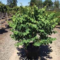00 Cercidiphyllum magnificum Pendula CERCIS CANADENSIS ACE OF HEARTS ACE OF HEARTS EASTERN REDBUD Compact growing redbud tree with a round canopy. Great accent tree for smaller yards or patios.