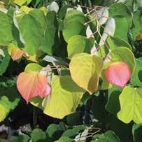 00 CERCIS CANADENSIS CASCADING HEARTS CASCADING HEARTS REDBUD Smaller leaves than Lavender Twist, branching is pendulous. Lavender pink flowers in the spring.