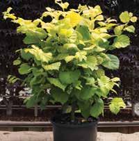 Leaves are yellow and green variegated in summer and then turn to shades of pink to bright red in fall. HxS 20 x20 Zone 6 3-4 #10 pot-n-pot 71.00 4-5 #10 pot-n-pot 81.00 5-6 #10 pot-n-pot 91.