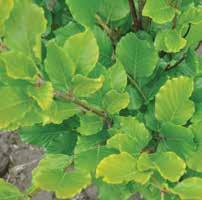 00 EUONYMUS FORTUNEI EMERALD N GOLD EMERALD N GOLD WINTERCREEPER A low-growing, woody-stemmed, upright evergreen shrub.