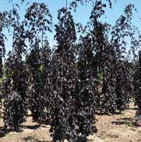 00 FAGUS SYLVATICA PURPLE FOUNTAIN PURPLE FOUNTAIN BEECH Very upright narrow habit with purple cascading branches and dark- bronze foliage. HxS 30 x10 Zone 5 5-6 75.00 6-7 85.00 7-8 92.