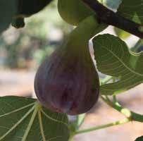 00 Fagus sylvatica Roseomarginata FICUS CARICA BROWN TURKEY BROWN TURKEY FIG A cold hardy fruit tree selection with a brown-purple fig that appears two times per year; first in late spring and second