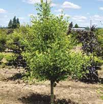 HxS 3 x8 Zone 4 #10 STD pot-n-pot 69.00 GINKGO BILOBA SARATOGA SARATOGA MAIDENHAIR TREE Smaller, slower growing.
