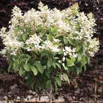 00 Hydrangea paniculata DVPpinky HYDRANGEA PANICULATA BULK QUICK FIRE HYDRANGA TREE Trained to be on a STD this white-pink color is quick to bloom a month earlier than other varieties.