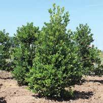 JUNIPERUS juniper ILEX CRENATA STEEDS STEEDS UPRIGHT JAPANESE HOLLY An easy to grow, densely branched evergreen shrub with a pyramidal form. Dark green foliage all year long.