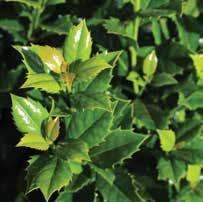 STEVENS HOLLY Broadleaf evergreen shrub with a dense, conical form and glossy, dark green foliage.