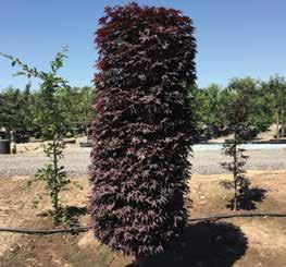 ROPEAN COLLECTION PYRAMID 7 TALL 22 BASE WIDTH Acer palmatum